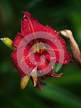 Red lily in water drops