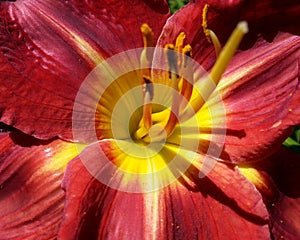 Red Lily with Yellow Stamen