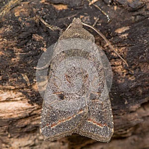 Red-line quaker moth (Agrochola lota)