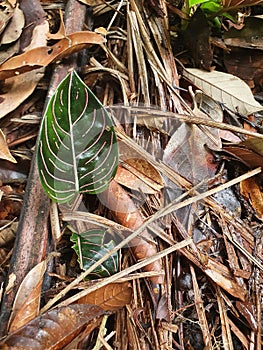 red-lined leaves Aglonema rotundum aceh and dead leaves on forest understory, Aceh Indonesia