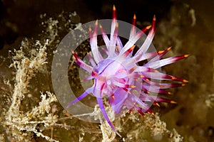 Red Lined Nudibranch, Coryphellina lotos photo