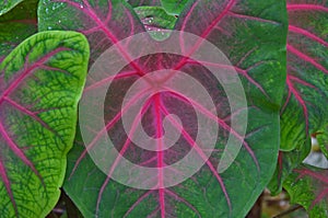 Red lines of veins on green leaf texture of caladium