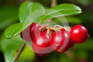 red lingonberries (cowberry) on a branch