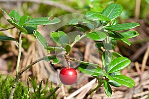 red lingonberries (cowberry) on a branch