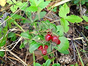 Red lingonberry