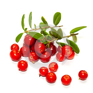 Red lingonberry foxberry, cowberry isolated on white