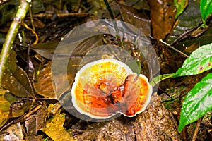 Red Lingzhi or Ganoderma lucidum