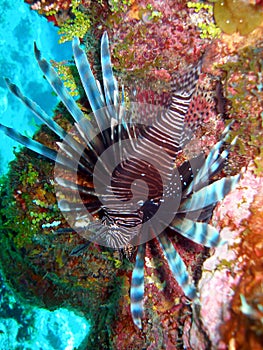 Red Lion Fish