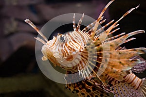 Red lion-fish