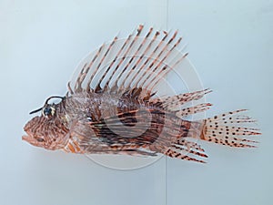 Red lion fish or Pterois volitans