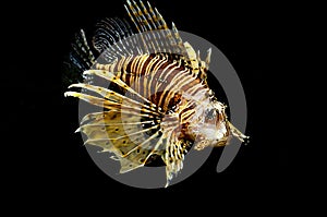 Red lion (Pterois miles) fish