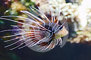 Red lionfish photo