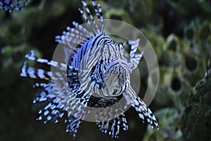 Red lionfish photo