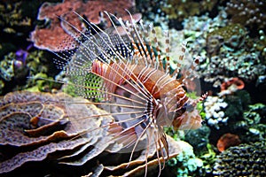 The Red lionfish