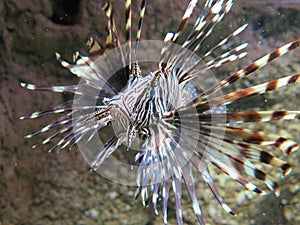 Red lionfish