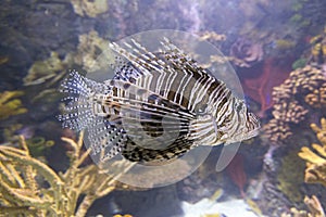 Red Lionfish