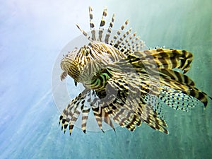 Red lionfish