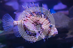 Red lionfish