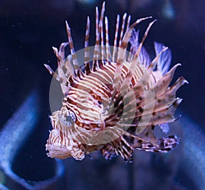 Red lionfish