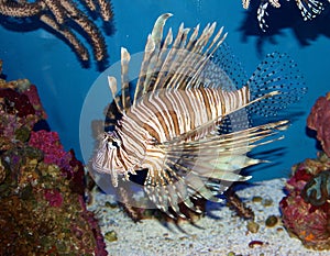 Red Lionfish