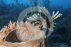 Red Lionfish