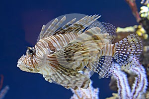 Red Lionfish In Aquarium