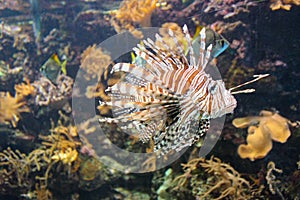 Red Lionfish - Beautiful And Dangerous Animals. A Very Dangerous Fish Of The Caribbean Sea