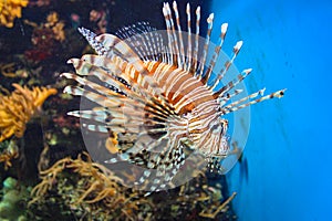 Red Lionfish - Beautiful And Dangerous Animals. A Very Dangerous Fish Of The Caribbean Sea