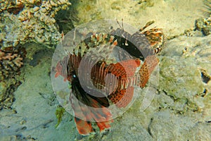 Red lionfish beautiful but destructive fish in the Red Sea. Pterois is a genus of venomous marine fish.