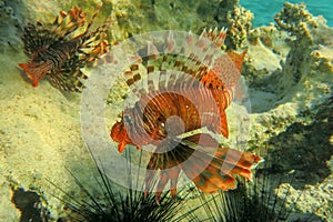 Red lionfish beautiful but destructive fish in the Red Sea. Pterois is a genus of venomous marine fish.