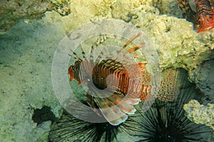 Red lionfish beautiful but destructive fish in the Red Sea. Pterois is a genus of venomous marine fish.