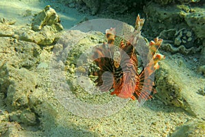 Red lionfish beautiful but destructive fish in the Red Sea. Pterois is a genus of venomous marine fish.