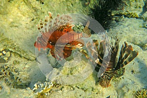 Red lionfish beautiful but destructive fish in the Red Sea. Pterois is a genus of venomous marine fish.