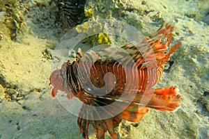 Red lionfish beautiful but destructive fish in the Red Sea. Pterois is a genus of venomous marine fish.