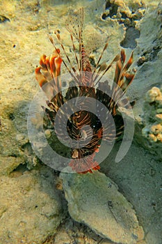 Red lionfish beautiful but destructive fish in the Red Sea. Pterois is a genus of venomous marine fish.