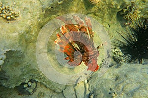 Red lionfish beautiful but destructive fish in the Red Sea. Pterois is a genus of venomous marine fish.