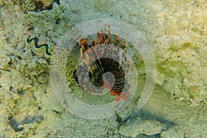 Red lionfish beautiful but destructive fish in the Red Sea. Pterois is a genus of venomous marine fish.