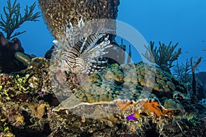 Red Lionfish