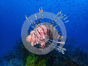 The Red Lionfish or Red firefish during a leisure dive in Mabul Island, Semporna, Tawau. Sabah, Malaysia, Borneo. photo