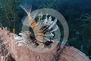 Red Lionfish