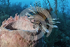 Red Lionfish