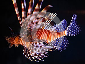 Red Lionfish illuminated