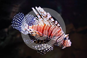 Red Lionfish illuminated in aquarium