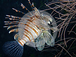 Red lionfish, Maldives