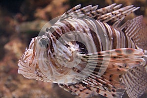 Red Lionfish Pterois volitans