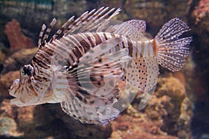 Red Lionfish (Pterois volitans)