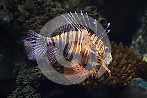 Red lionfish Pterois volitans