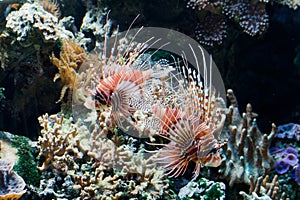 Red Lionfish (Pterois volitans)