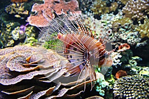 The Red lionfish (Pterois volitans) photo