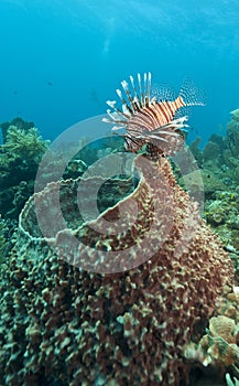 Red lionfish (Pterois volitans)